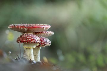 Fly agarics by Astrid Broer