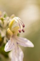 Purple flower