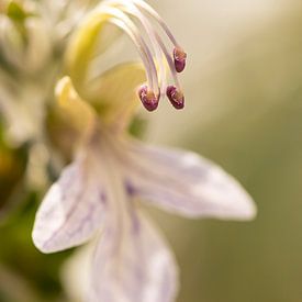 Fleur violette sur Ilona van der Burg