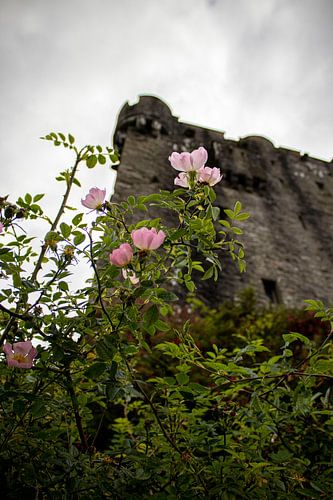 Schotse Hooglanden - Flowering  Ruins