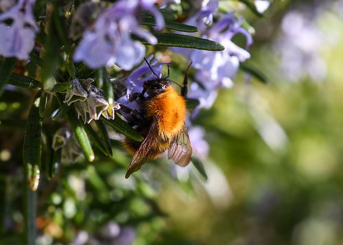 Bumblebee