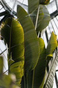 Gros plan Feuilles de palmier Hortus sur Wianda Bongen