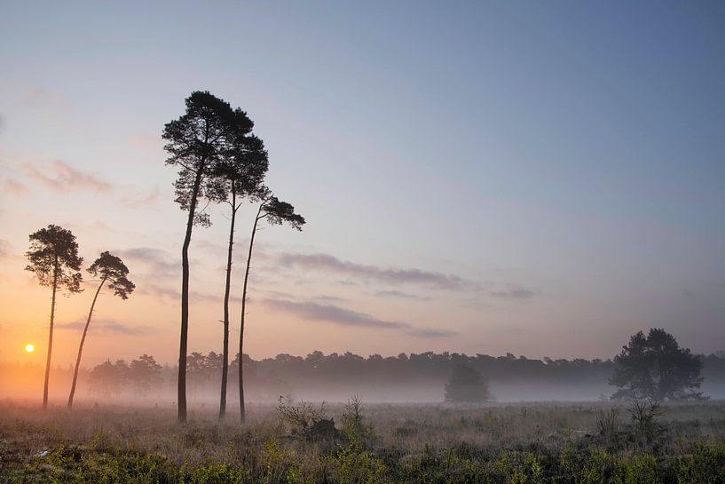 Sunrise on the Treeker heath by Auke van der Pal