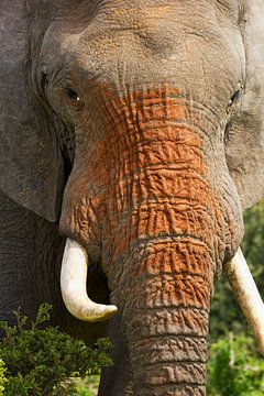 Elephant close-up by Discover Dutch Nature