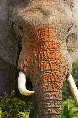 Olifant close-up