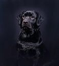 Black Labrador van Alex Hiemstra thumbnail