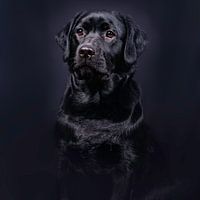 Labrador