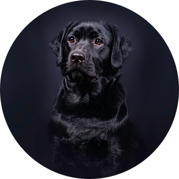 Black Labrador van Alex Hiemstra
