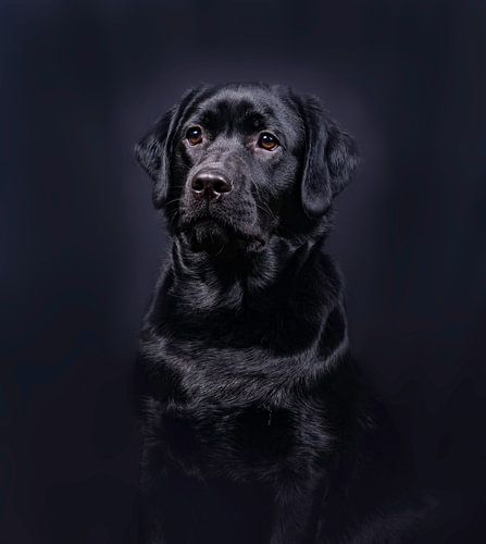 Black Labrador