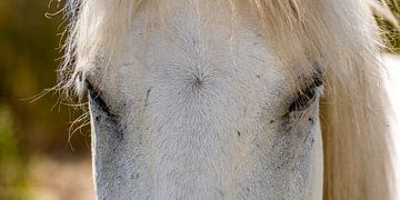 Cheval de Camargue sur Dieter Walther