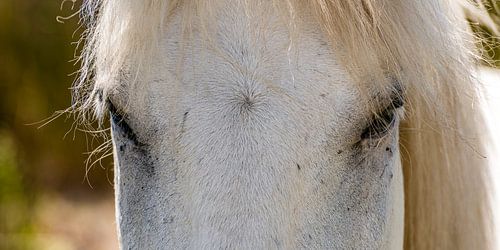 Camargue horse