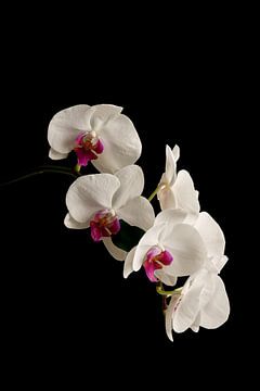 Orchidee auf Schwarz von Björn van den Berg