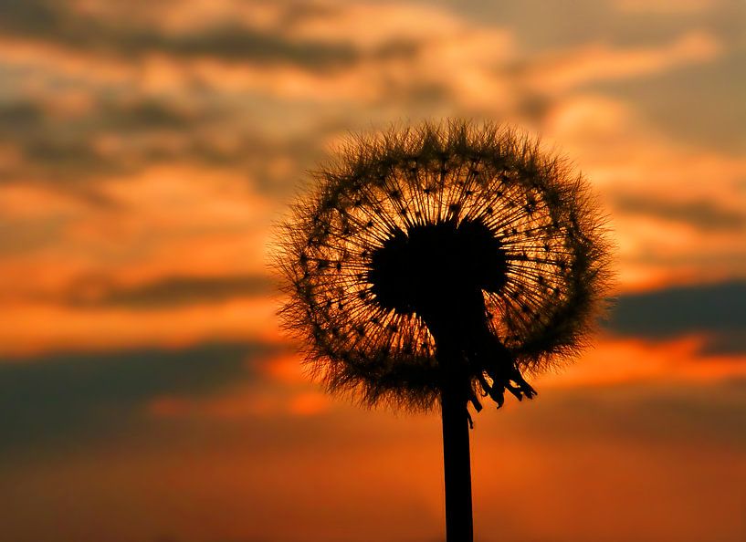 Fluff ball (Dandelion) by Caroline Lichthart