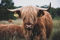 Schotse hooglander