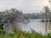 Plas met vogels