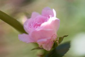weiche rosa Rose