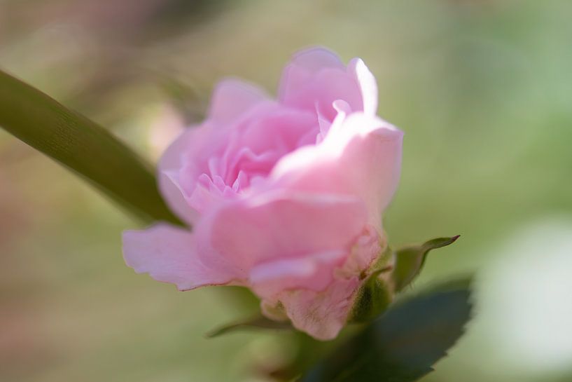 weiche rosa Rose von Tania Perneel