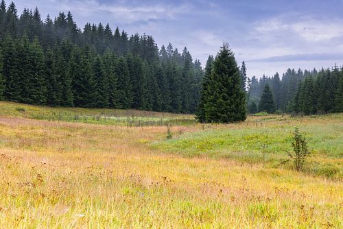 Sommermorgen im Erzgebirge