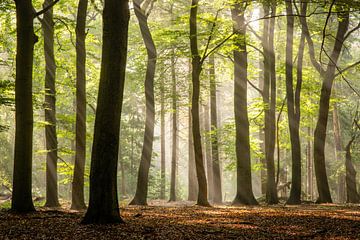 Le soleil se faufile entre les arbres du Kaapse Bossen près de Doorn, sur la crête de la colline d'Utrecht. sur Sjaak den Breeje