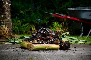 Traditional fire for cooking