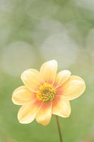 Belle fleur jaune tendre