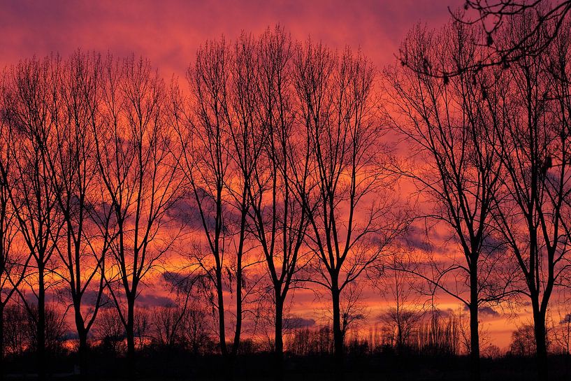 Bomenrij tegen avondrood by Joost Hinderdael
