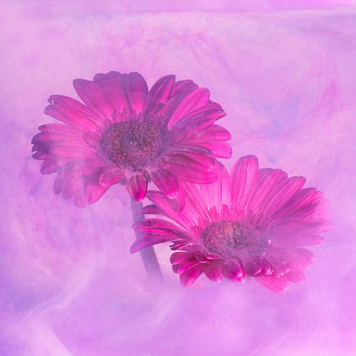 Gerbera op een schilderachtige manier gefotografeerd