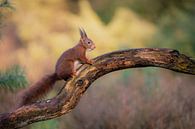 Eichhörnchen von Ruben Van Dijk Miniaturansicht