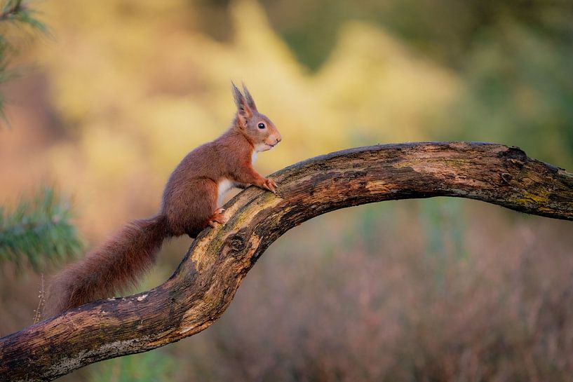 Eichhörnchen von Ruben Van Dijk