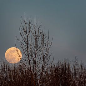 Moonset by Peter Pruydt