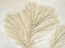 Drainage patern in Koehn Lake. by Marco van Middelkoop