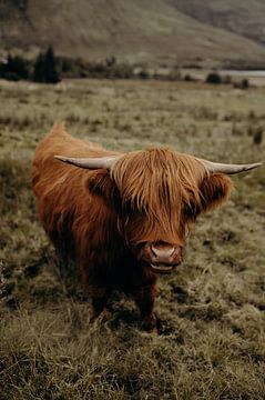 Scottish highlander - Scotland by Gemmy van Esch