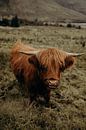 Schotse hooglander - Schotland van Gemmy van Esch thumbnail