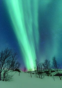 Noorderlicht in de winternacht op de Lofoten in Noord Noorwegen van Sjoerd van der Wal
