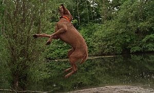 Wasserspiele am See mit einem braunen Magyar Vizsla Drahthaar Hund .