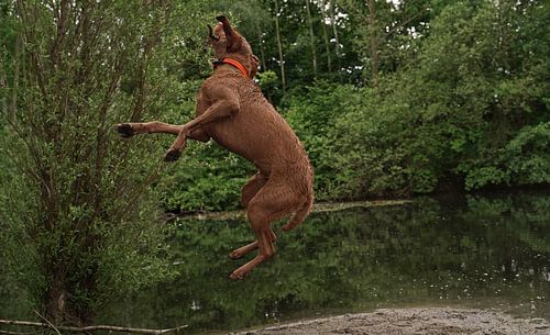 Waterspelletjes aan het meer met een bruine Magyar Vizsla ruwharige hond .