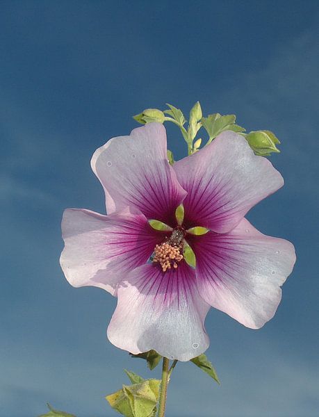 prachtige stamroos par ton langbroek