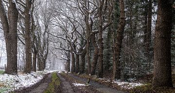 Winter forest path in the snow in Darp.