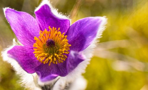 Silent and proud - single flower of the pasque flower in the light