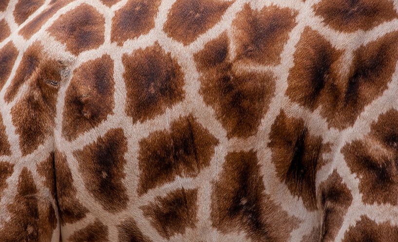 Giraffenprint  van Monica Zimmermans