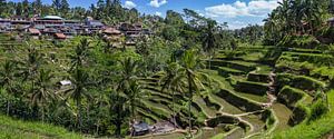 Reisfelder von Bali, Indonesien.