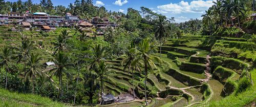 Rijst velden van Bali, Indonesie.
