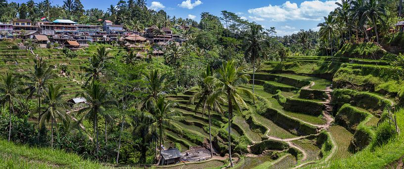 Rijst velden van Bali, Indonesie. van Martijn Bravenboer
