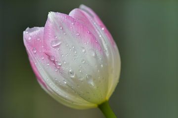 Les gouttes de pluie continuent de tomber sur ma tête sur Jolanda de Jong-Jansen