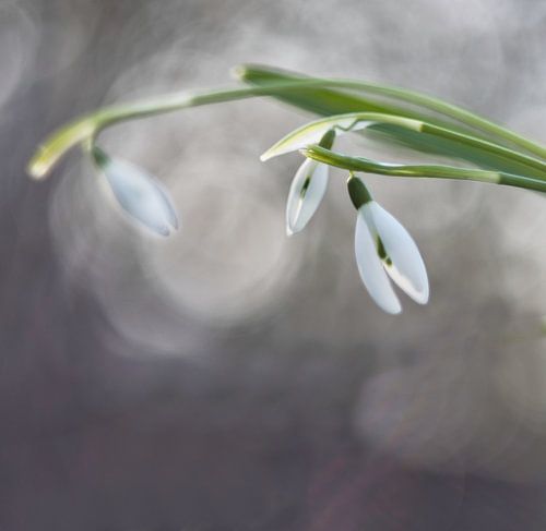 Photo artistique du perce-neige, photo d'art du galanthus nivalis