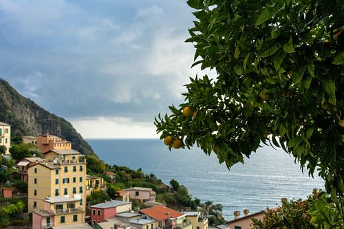 Lemon trees near the port of Riomaggiore