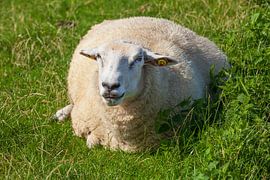 Sheep on dike by Torsten Krüger