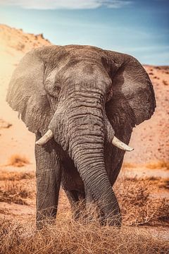 Namibie Eléphant du désert Patriarche Damaraland