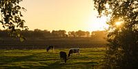 Des vaches en train de paître sous le chaud soleil du soir, une nuit d'été. Vache/taurus. par Hessel de Jong Aperçu