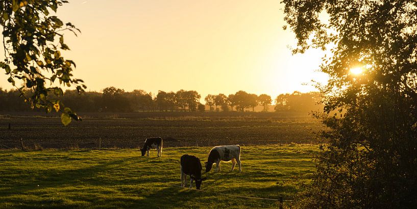 Des vaches en train de paître sous le chaud soleil du soir, une nuit d'été. Vache/taurus. par Hessel de Jong